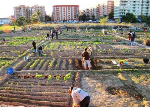 Portada de La agricultura urbana prevalece en la Ciudad de México