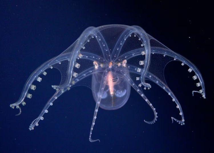 Portada de La expedición que mostró el fondo del Mar Argentino